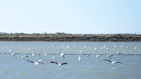 Visite du 29 novembre aux Salins d’Hyères et à la Villa Noailles