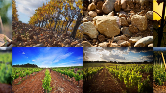 Oenologie: domaine de l’Arbousier et du  Puech-Haut