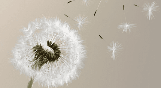 Réunion Mensuelle Groupement IDD